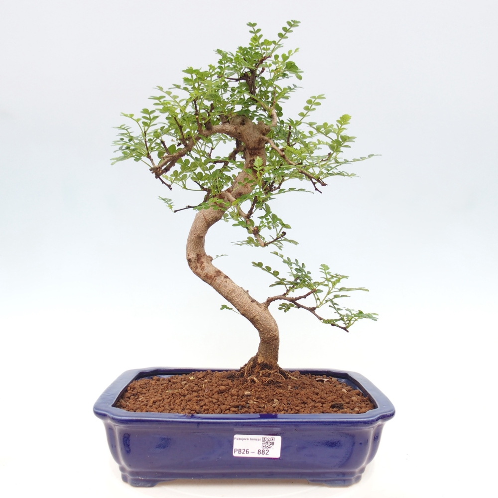 Zimmer Bonsai - Zantoxylum piperitum - Pfefferbaum