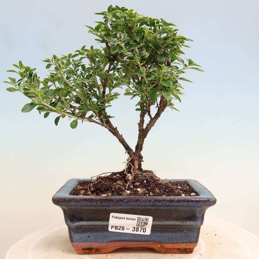 Zimmerbonsai - Serissa foetida Variegata - Baum der Tausend Sterne