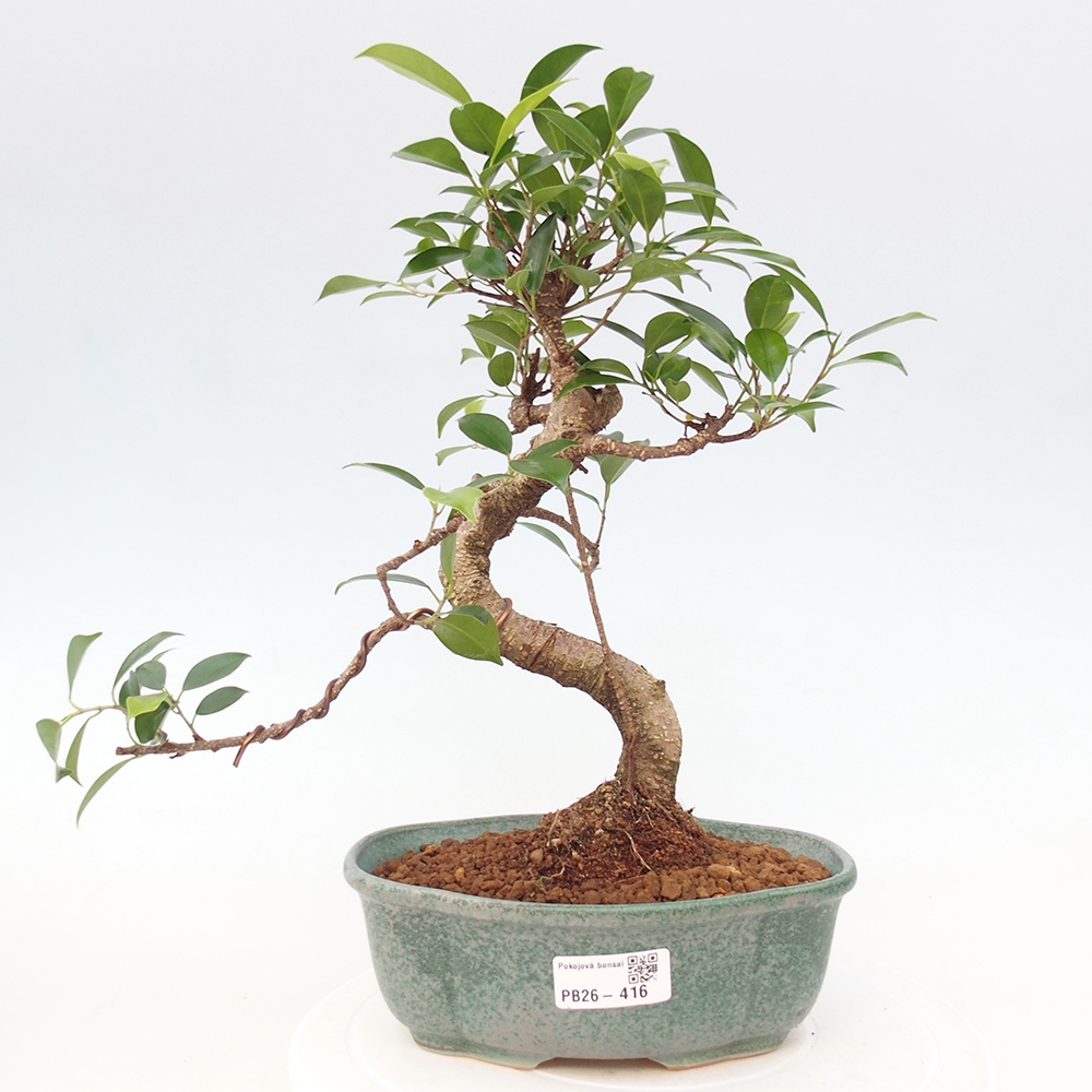 Zimmerbonsai - Ficus retusa - Kleinblättriger Ficus