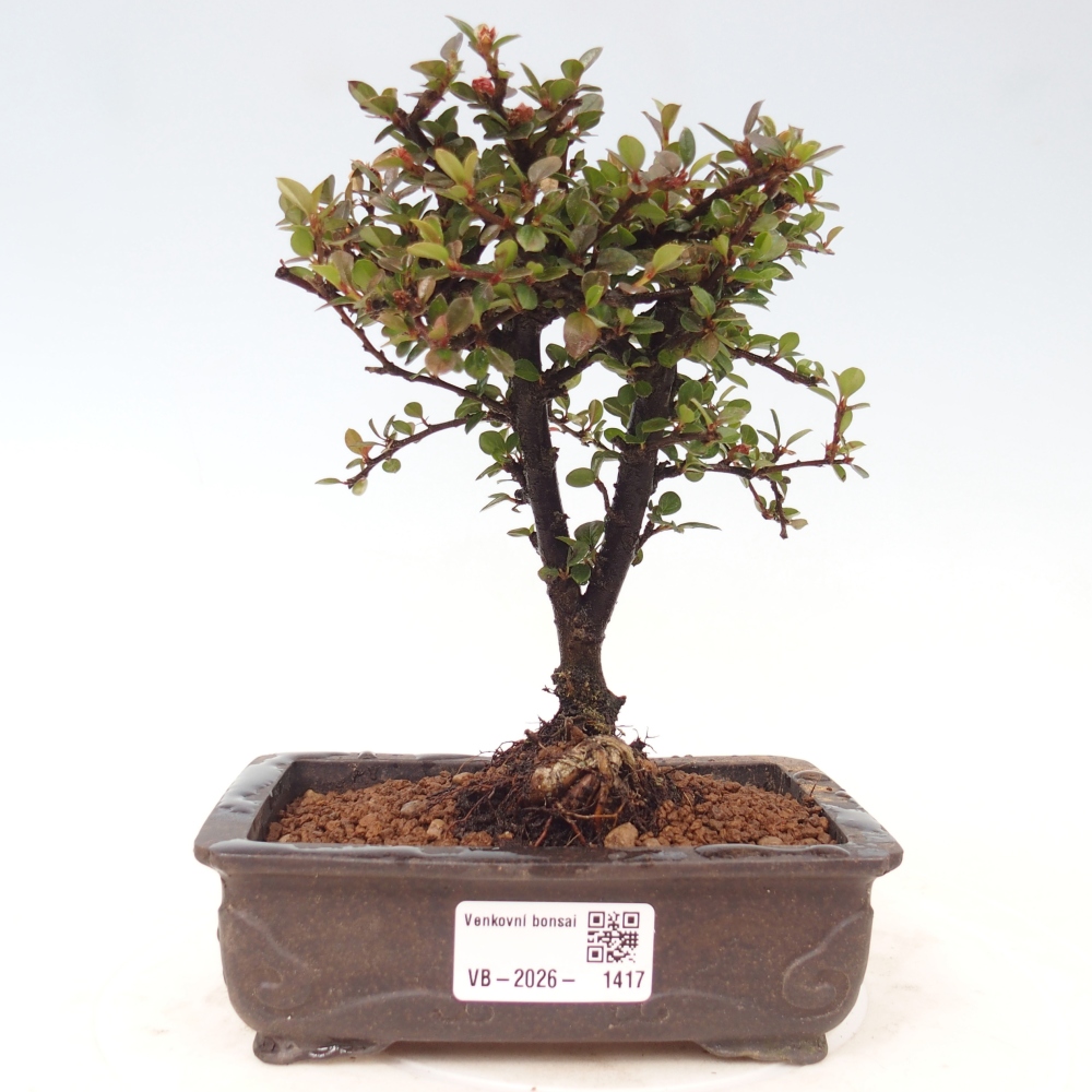 Bonsai für draußen - Cotoneaster horizontalis - Rocky Mountain