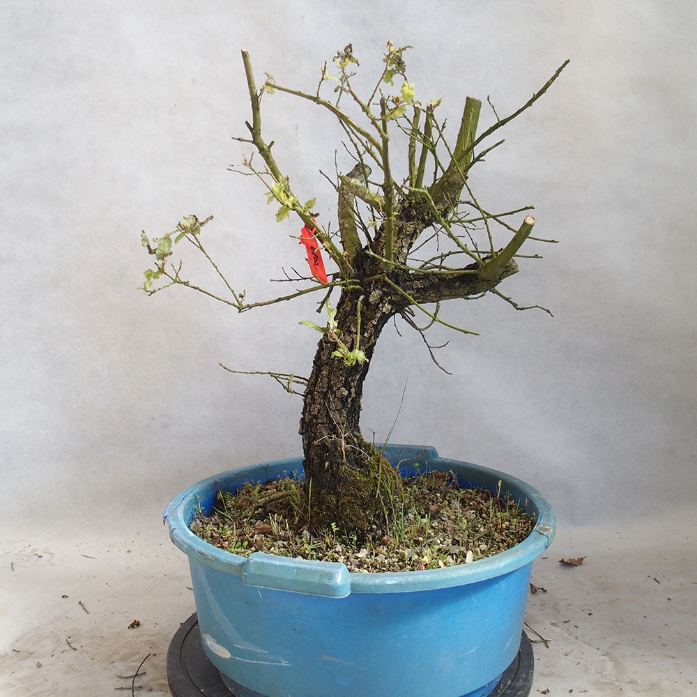 Freilandbonsai Quercus Cerris - Eiche Cer