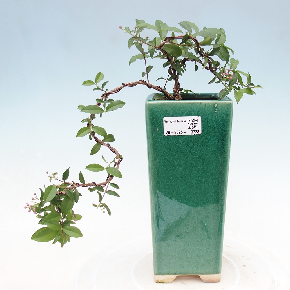 Zimmer Bonsai - Kirsche Malpighia coccigera- Barbdorská