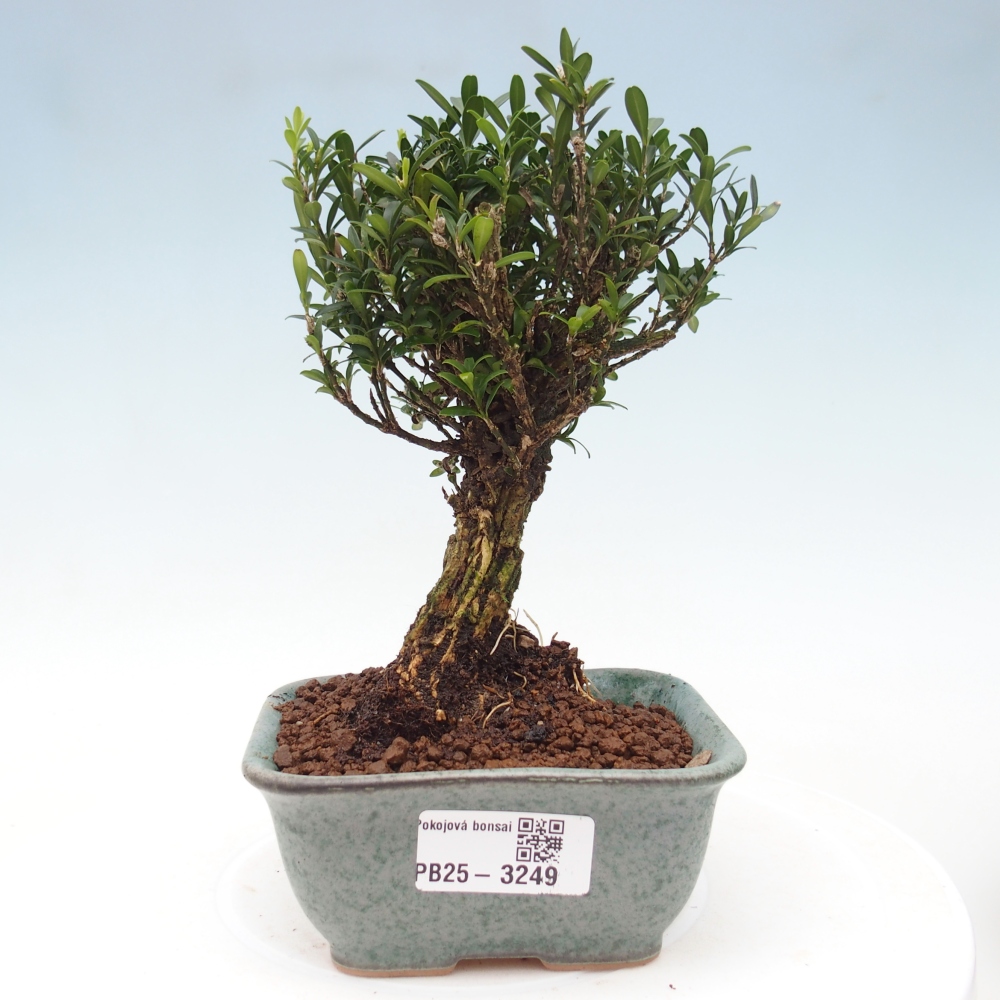 Zimmer Bonsai - Buxus harlandii - Korkbuxus