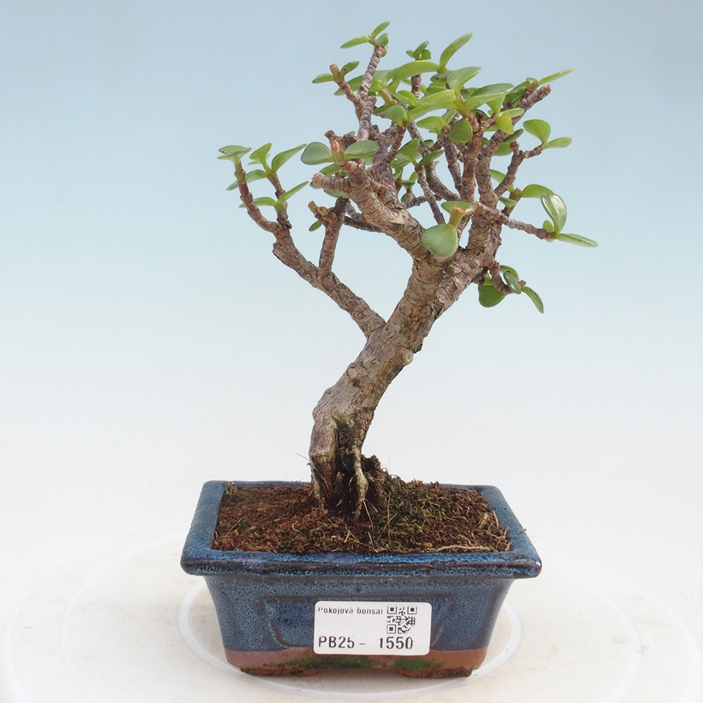 Zimmerbonsai - Portulakaria Afra - Tlustice