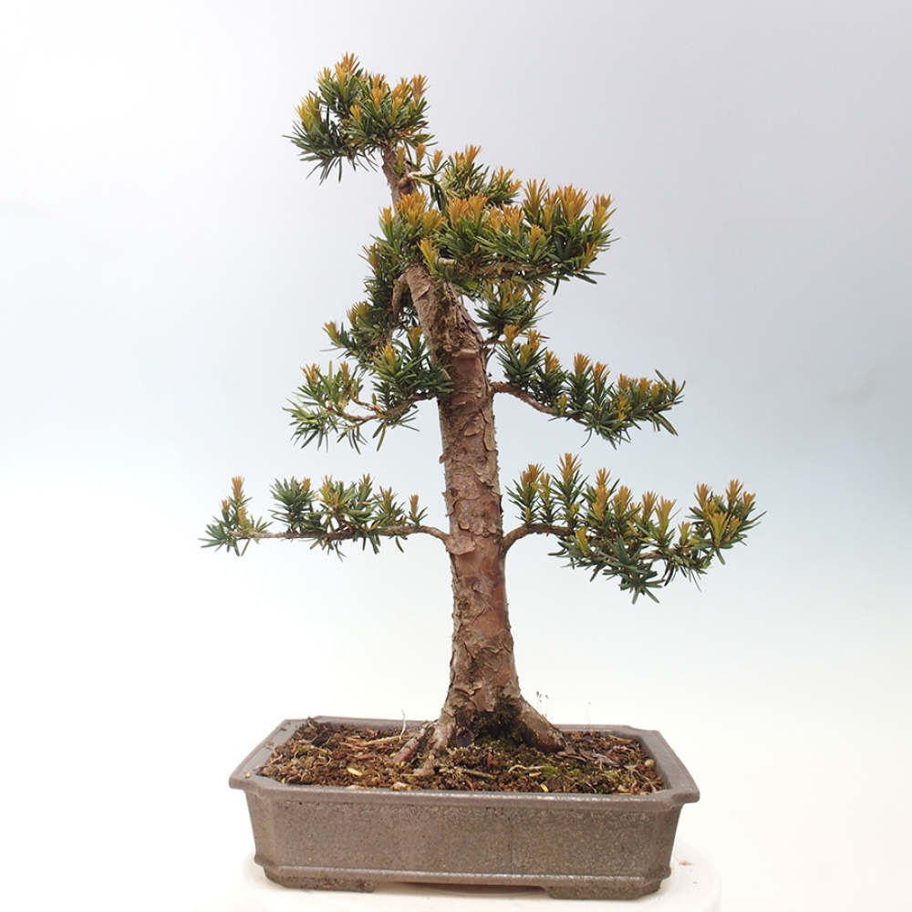 Bonsai im Freien - Taxus cuspidata - Japanische Eibe