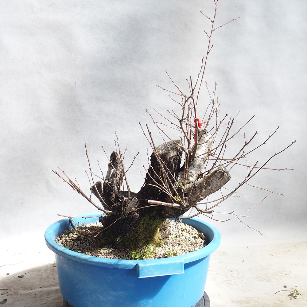 Outdoor Bonsai -Mahalebka - Prunus Mahaleb
