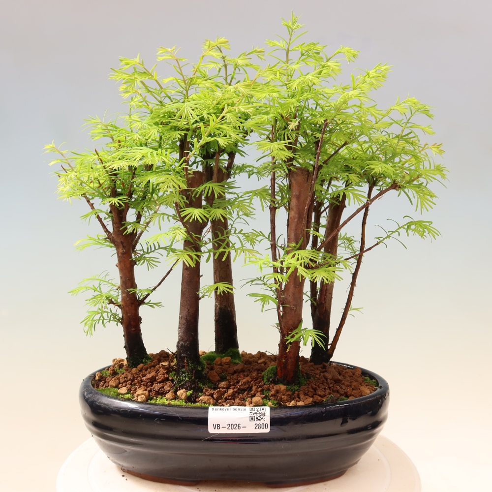 Bonsai für den Außenbereich – Metasequoia glyptostroboides – Chinesische Metasequoia – Wäldchen
