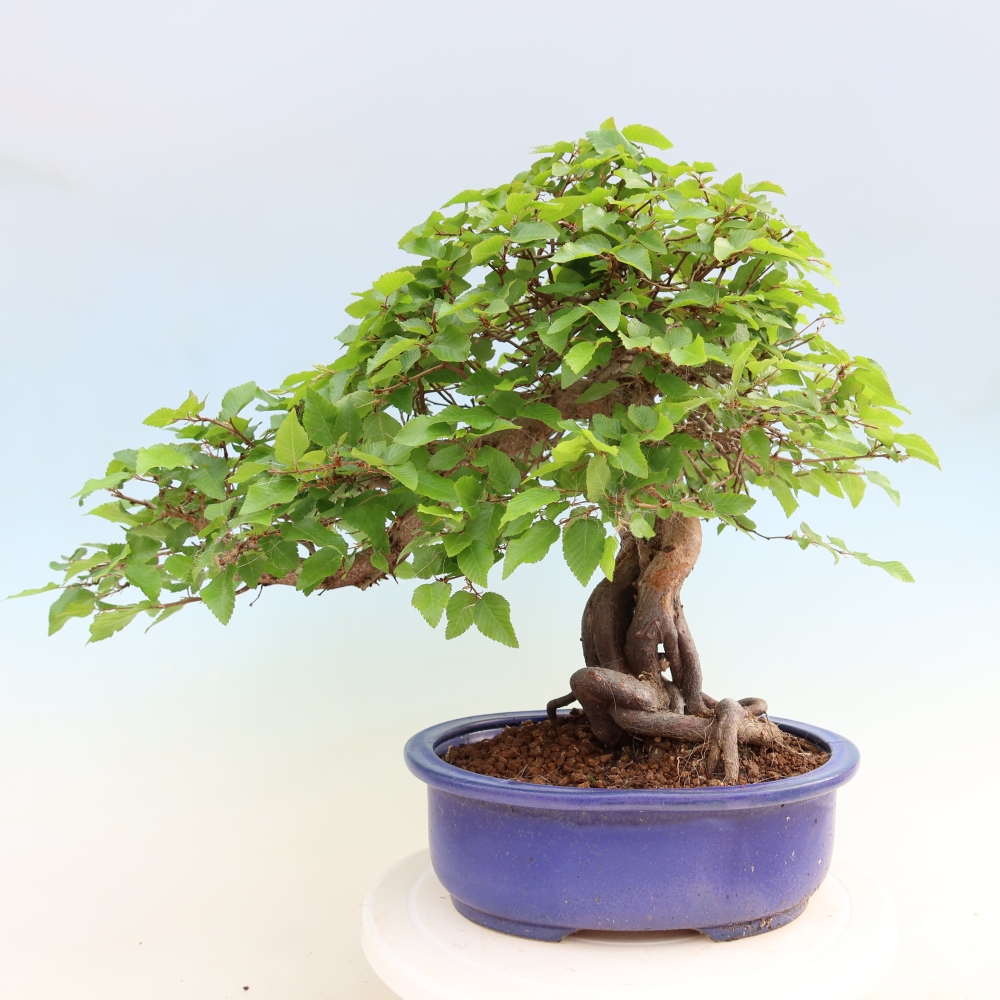 Bonsai für draußen - Karpinus Coreana - Koreanische Hainbuche