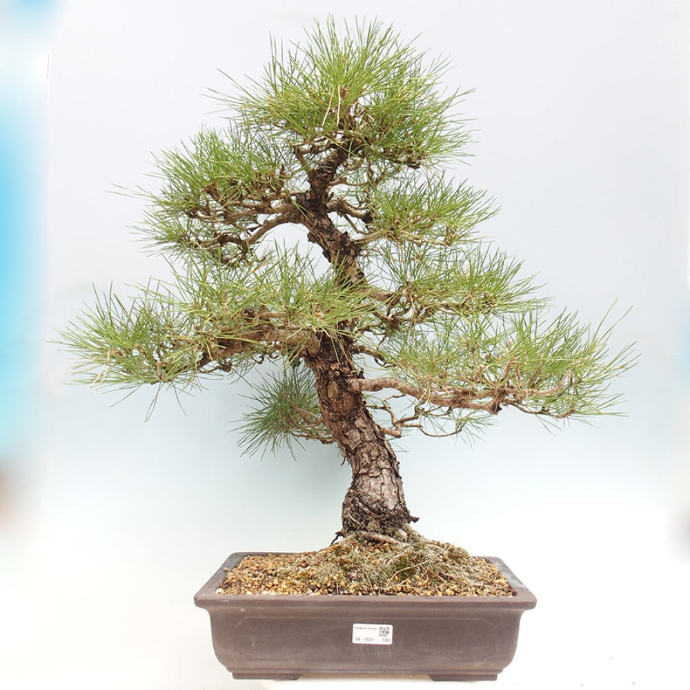 Bonsai für draußen - Pinus thunbergii - Thunberg-Kiefer