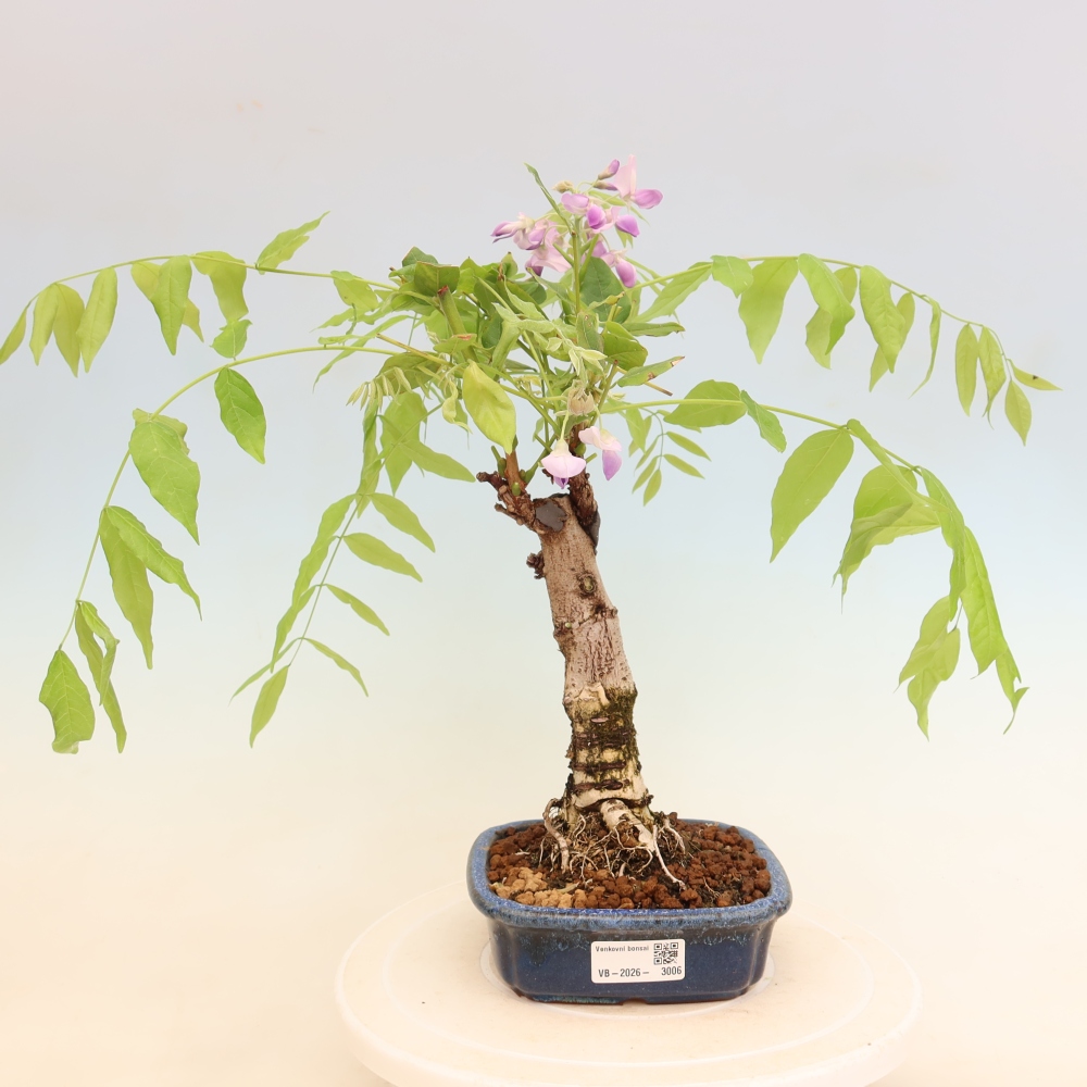 Bonsai für draußen - Wisteria floribunda