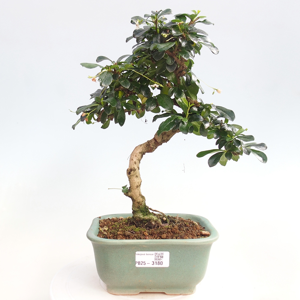 Zimmer Bonsai - Carmona macrophylla - Tea Fuki