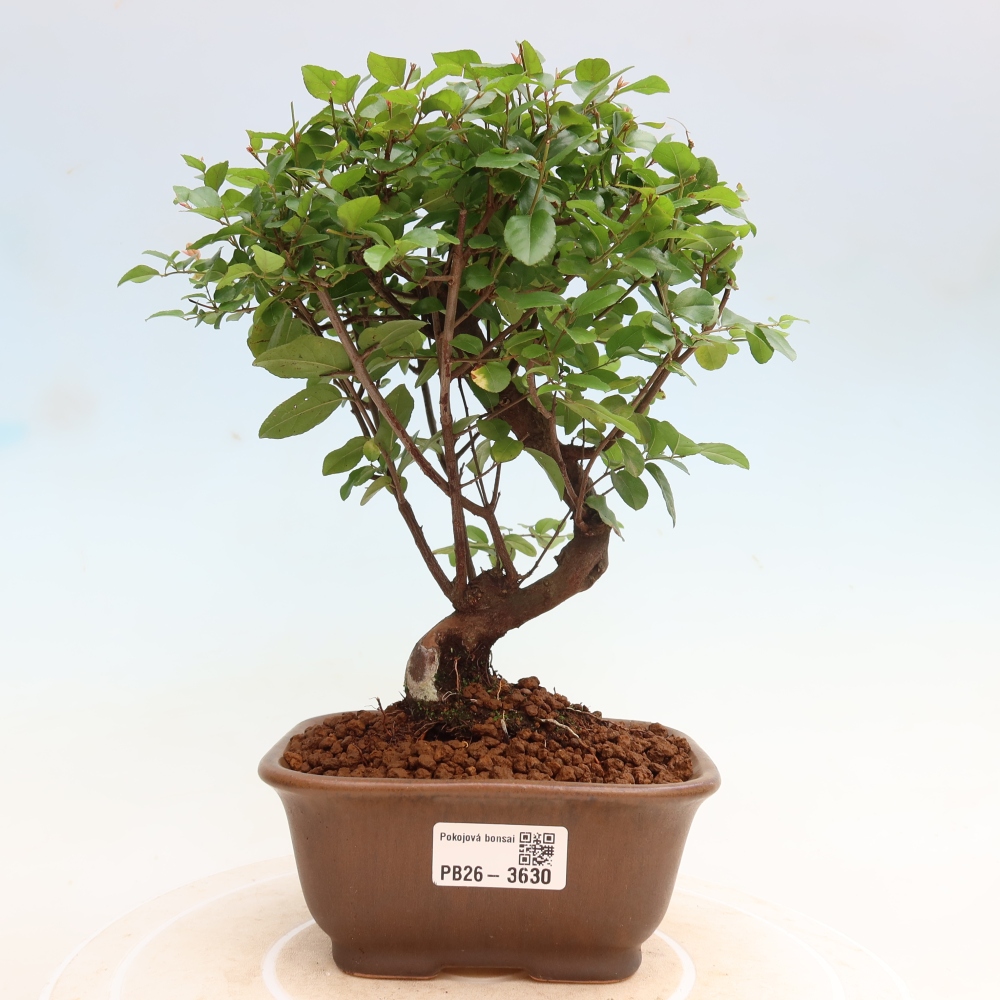 Zimmer Bonsai - Sageretia thea - Sageretia thea
