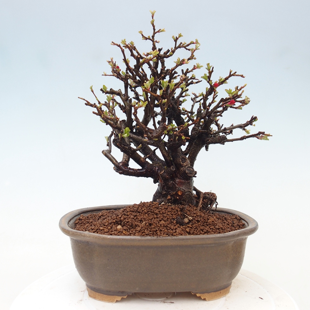 Bonsai für draußen - Chaneomeles speciosa - Quitte