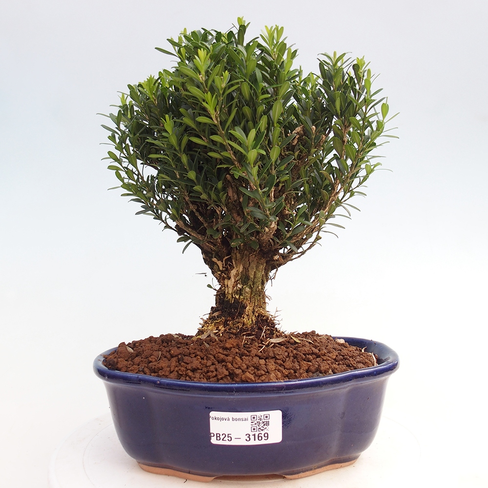 Innenbonsai - Buxus harlandii - Korkbuchsbaum