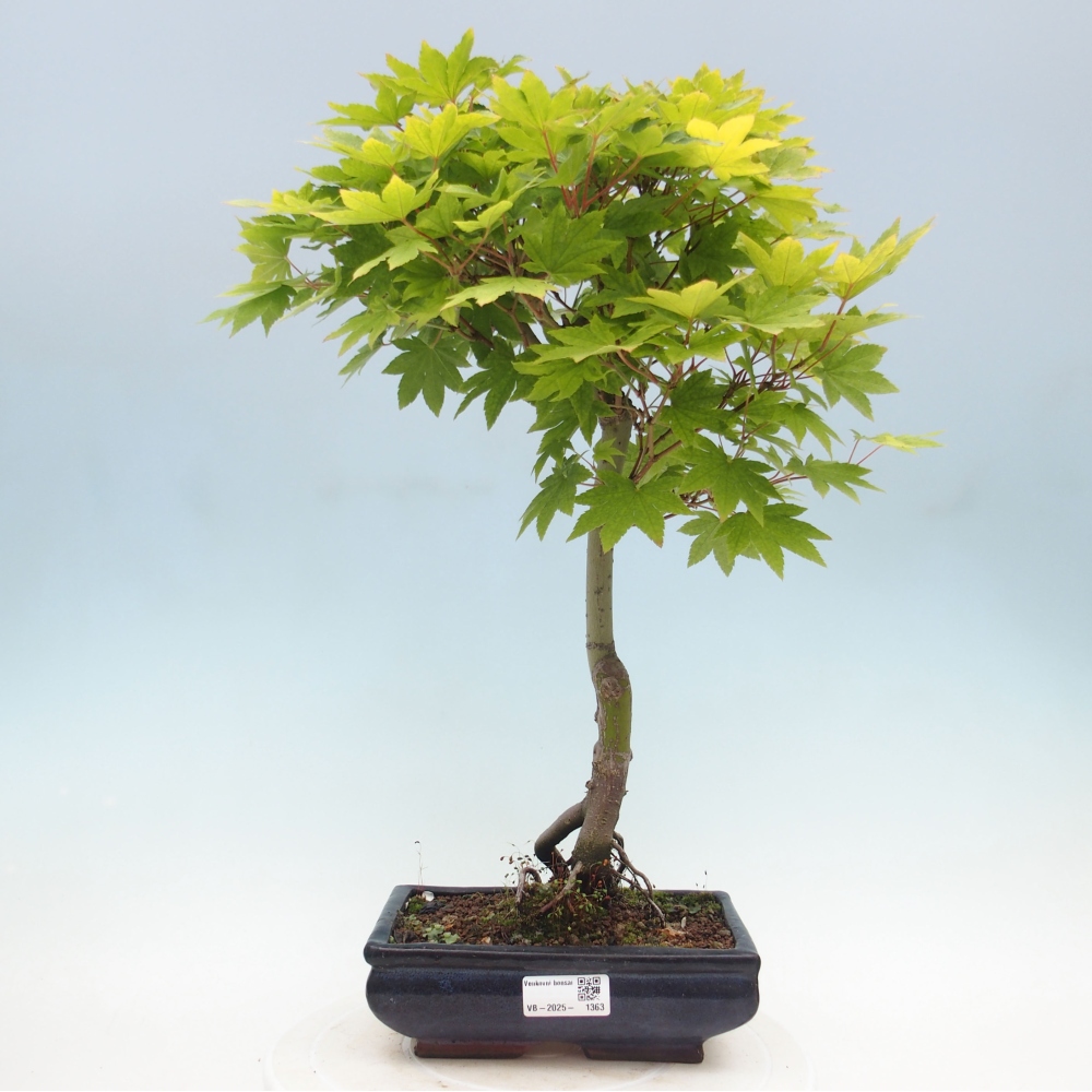 Bonsai im Freien - Ahorn palmatum katsura GISAN - Ahorn palmat