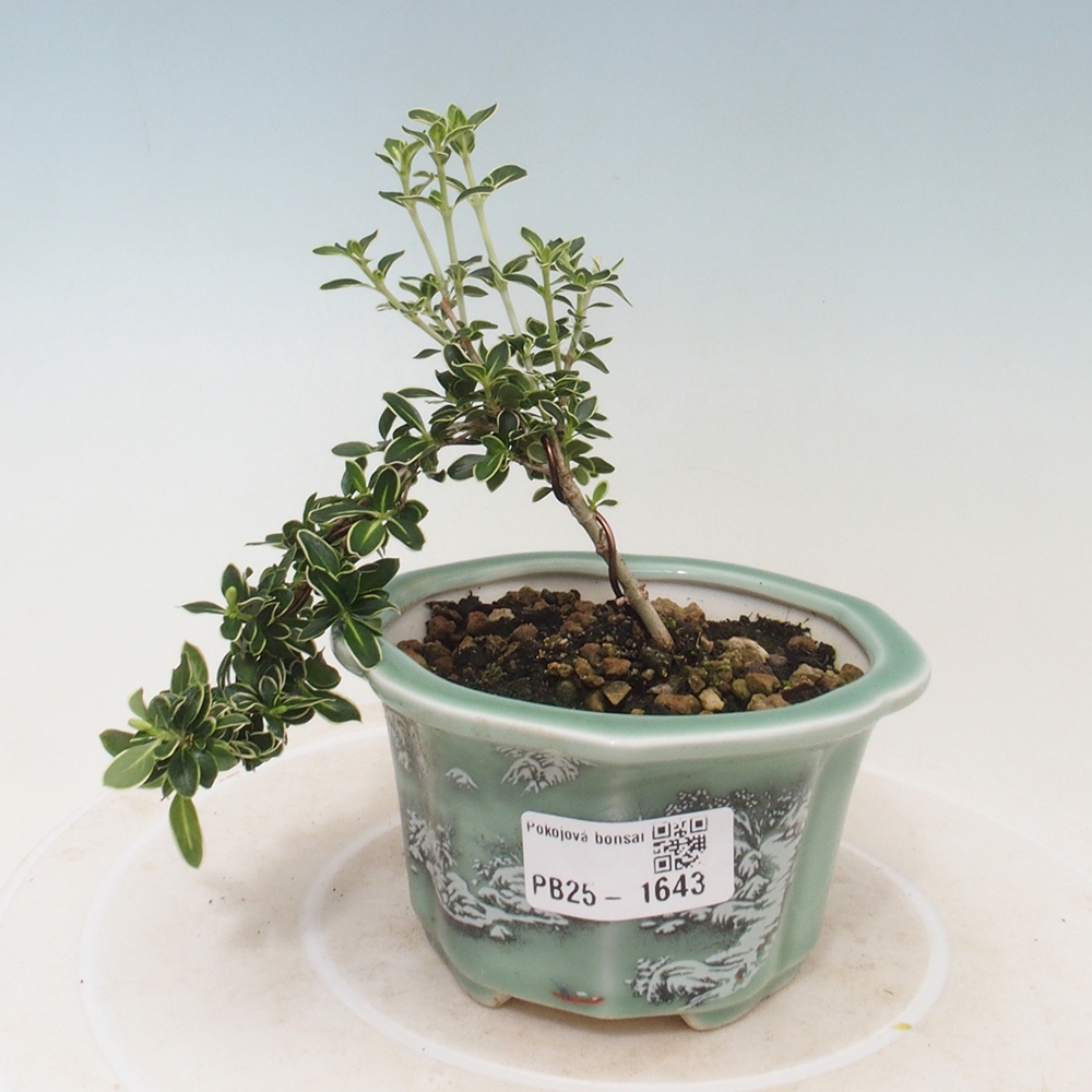 Zimmerbonsai - Serissa foetida Variegata - Baum der tausend Sterne