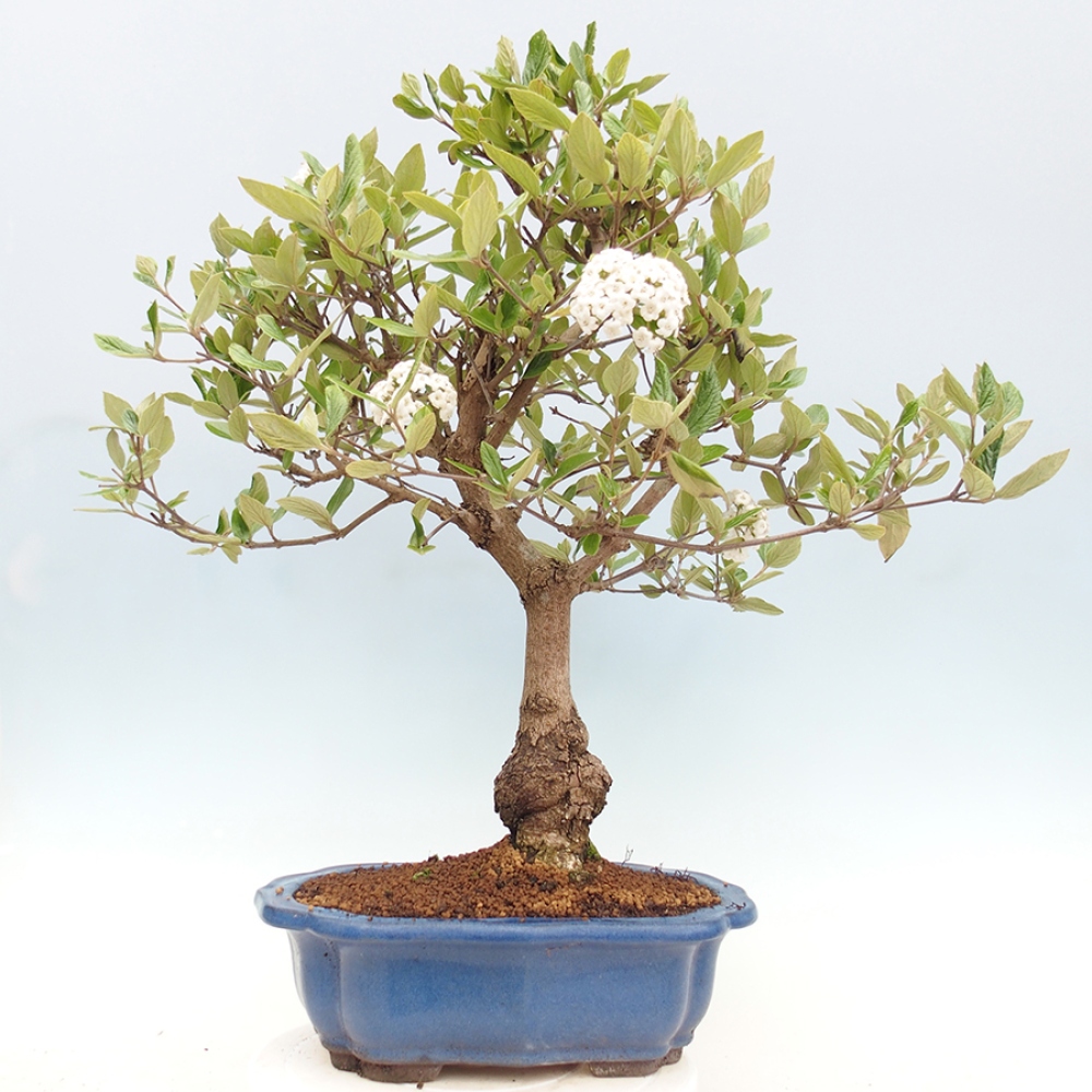 Outdoor-Bonsai-Kalina Bodnanská - Viburum carlesii