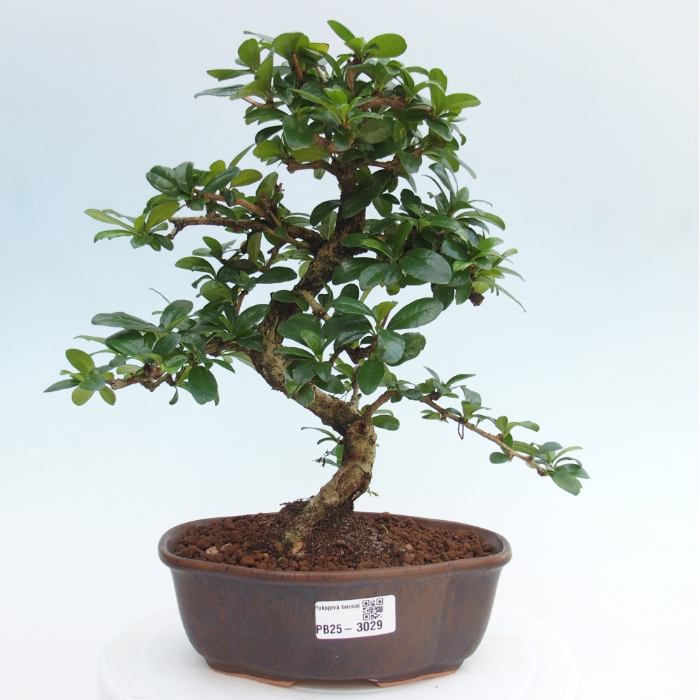 Zimmer Bonsai - Carmona macrophylla - Tea Fuki