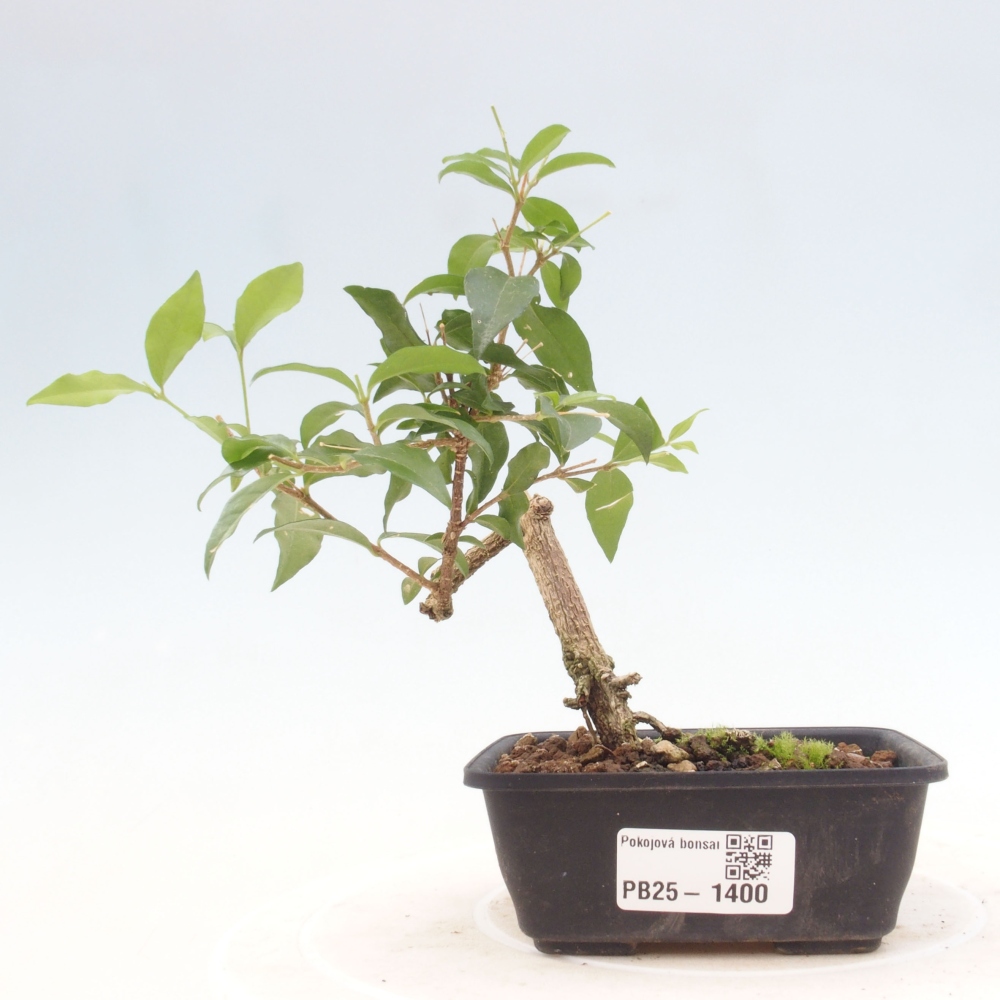 Zimmerbonsai - Malpighia coccigera - Barbdor-Kirsche