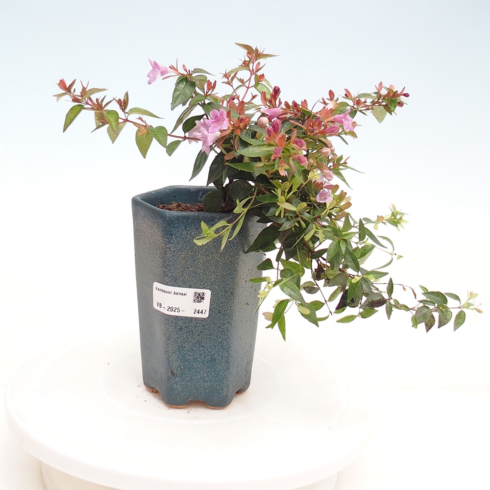 Bonsai im Freien - Abelia Grandiflora - Abelia grandiflora