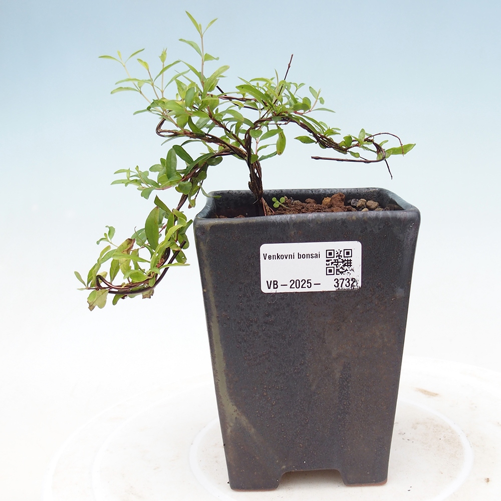 Zimmer Bonsai-PUNICA Granatum Nana-Granatapfel