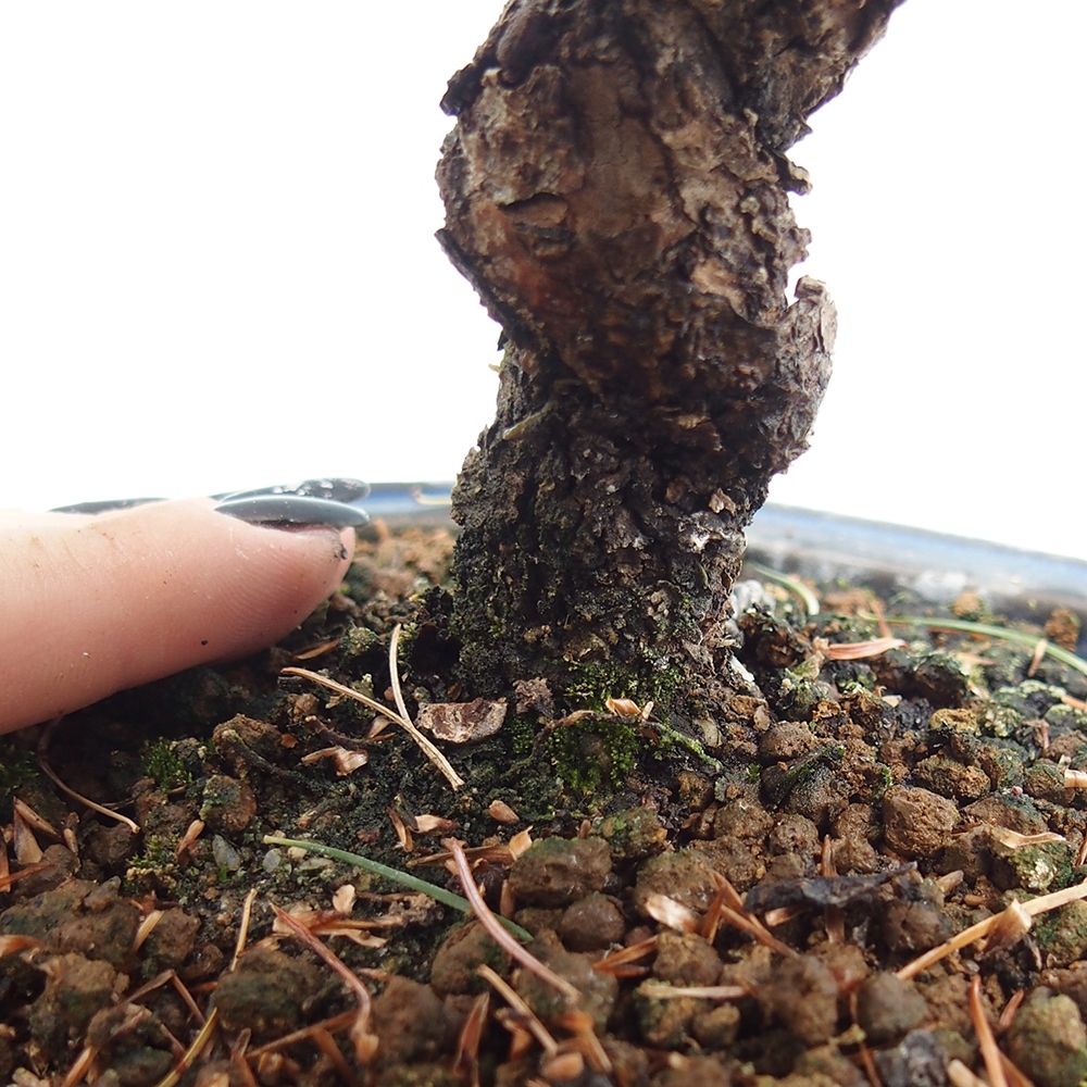 Bonsai im Freien - Pinus parviflora - kleine Kiefer