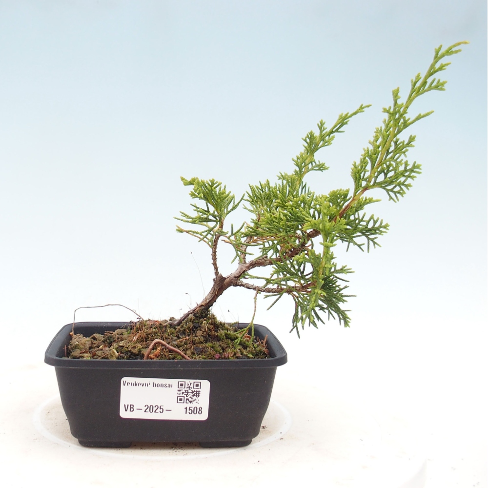Outdoor bonsai - Juniperus chinensis Itoigawa - Chinese juniper