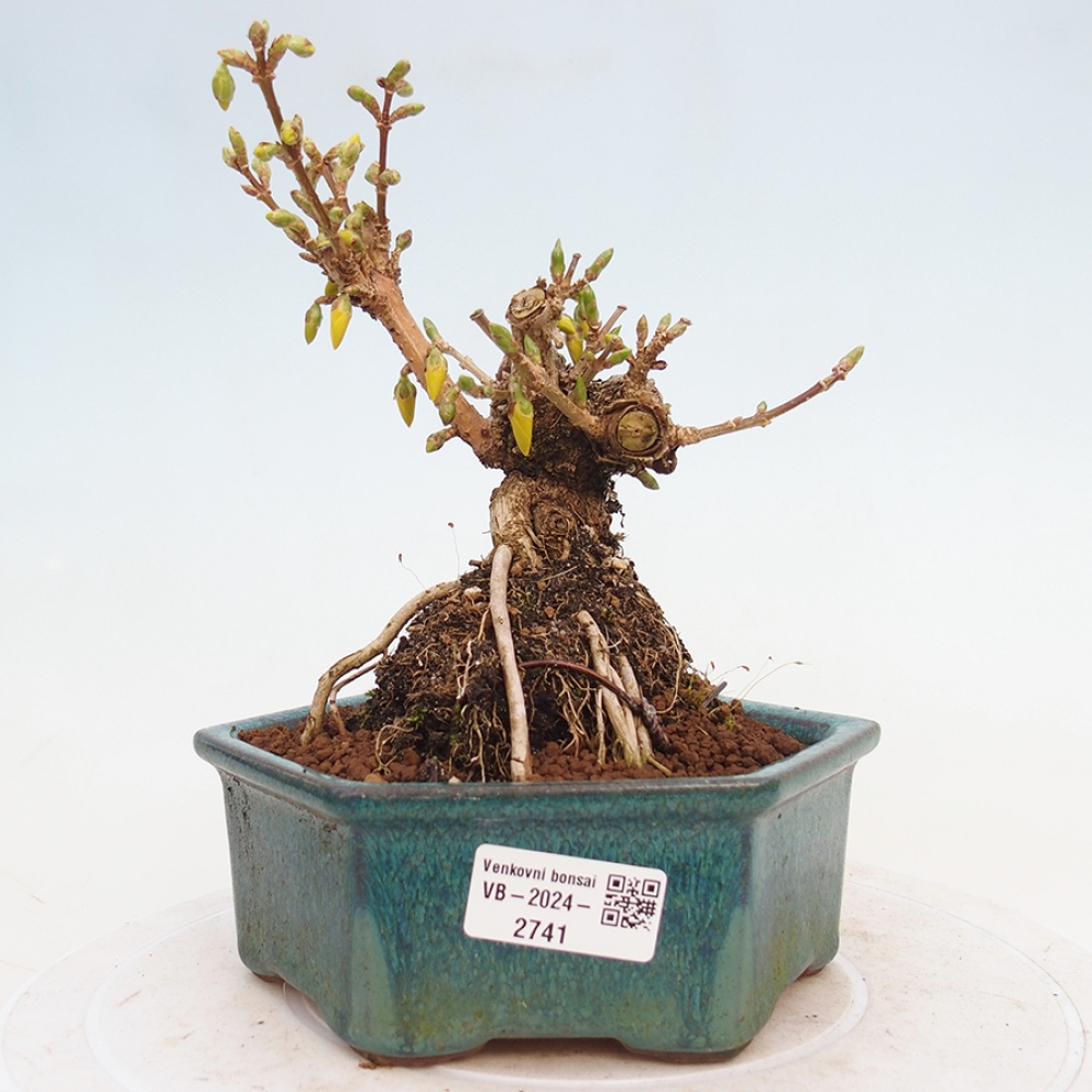 Bonsai im Freien - Forsythie - Forsythia intermedia 