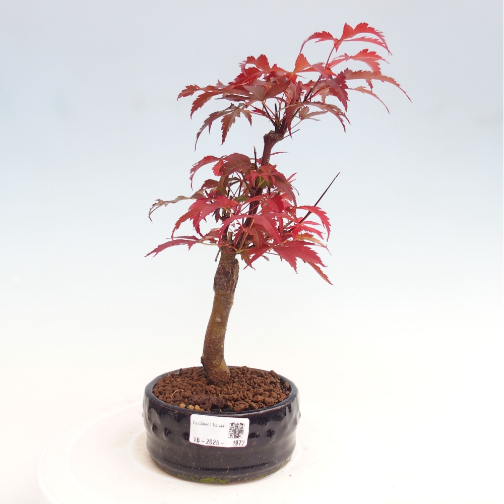 Bonsai im Freien - Acer-Palme. Atropurpureum-Palmenblatt-Ahorn