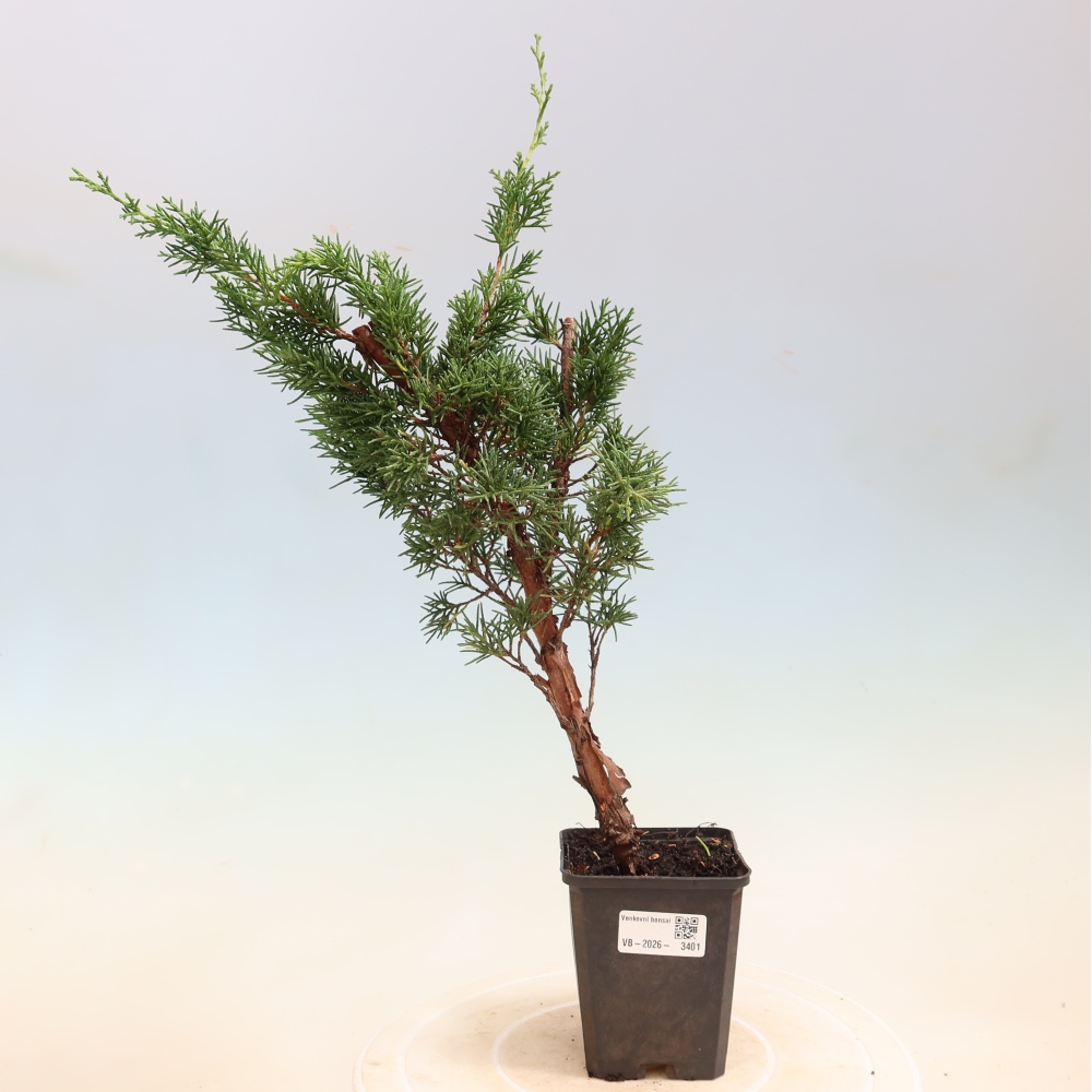 Bonsai für draußen - Juniperus chinensis Kishu