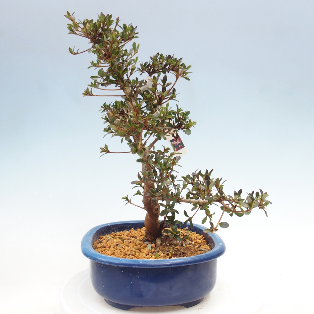 Bonsai für draußen - Japanische Azalee - Azalee Misaki