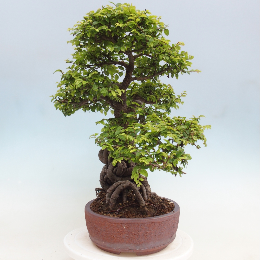 Bonsai für draußen - Ulmus parvifolia Hokkaido - Chinesische Ulme
