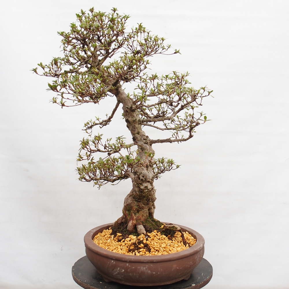 Bonsai im Freien - Japanische Azalee - Azalea Satsuki