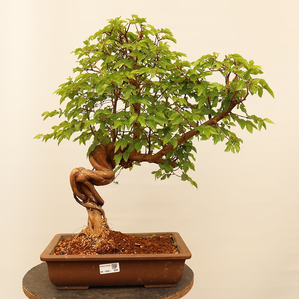 Bonsai im Freien - Carpinus Coreana - Koreanische Hainbuche