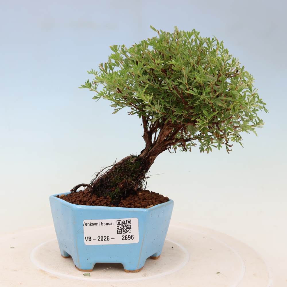 Bonsai für den Außenbereich – Strauch-Fingerkraut – Potentilla fruticosa „Goldkissen“