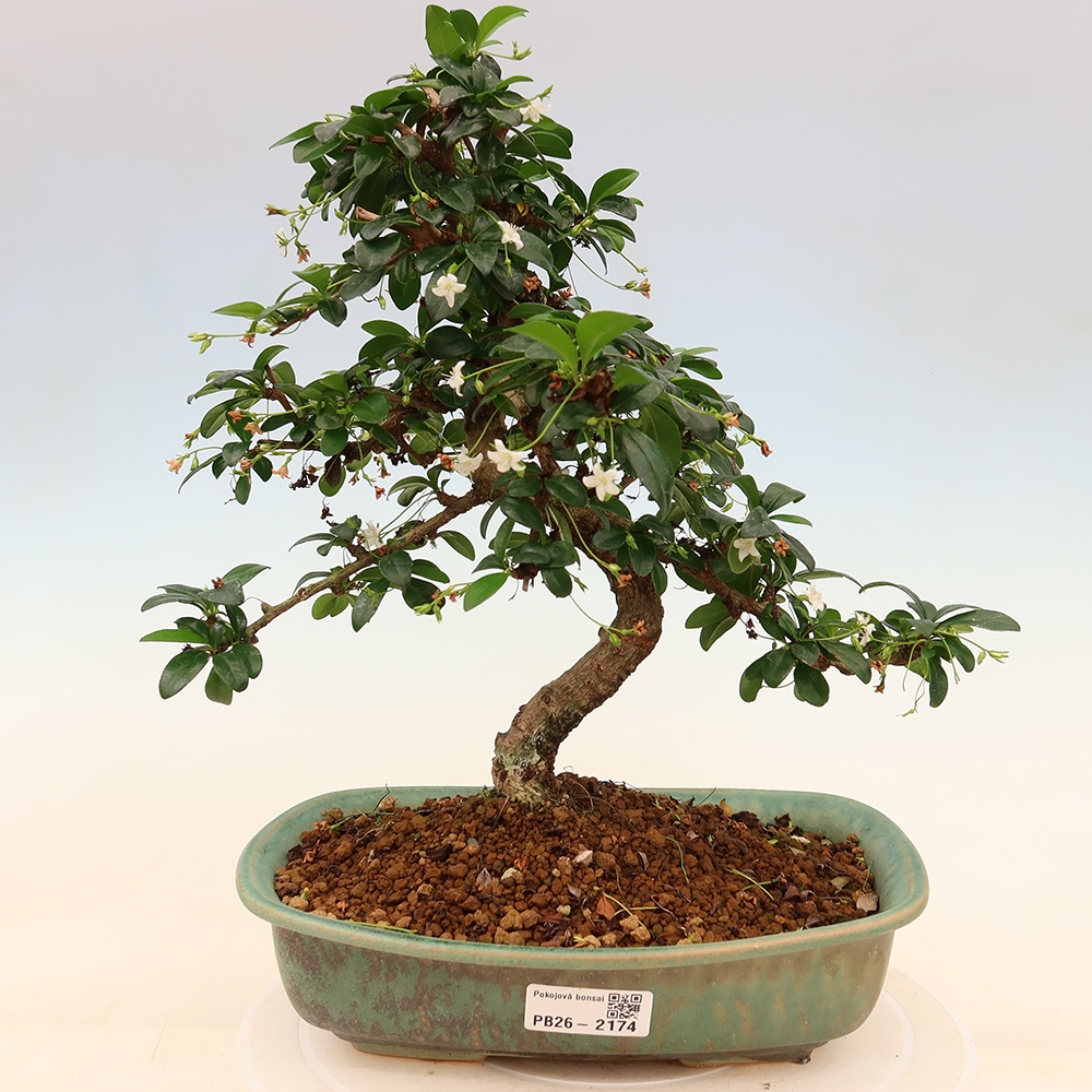 Zimmer-Bonsai - Carmona macrophylla - Tee-Fuki