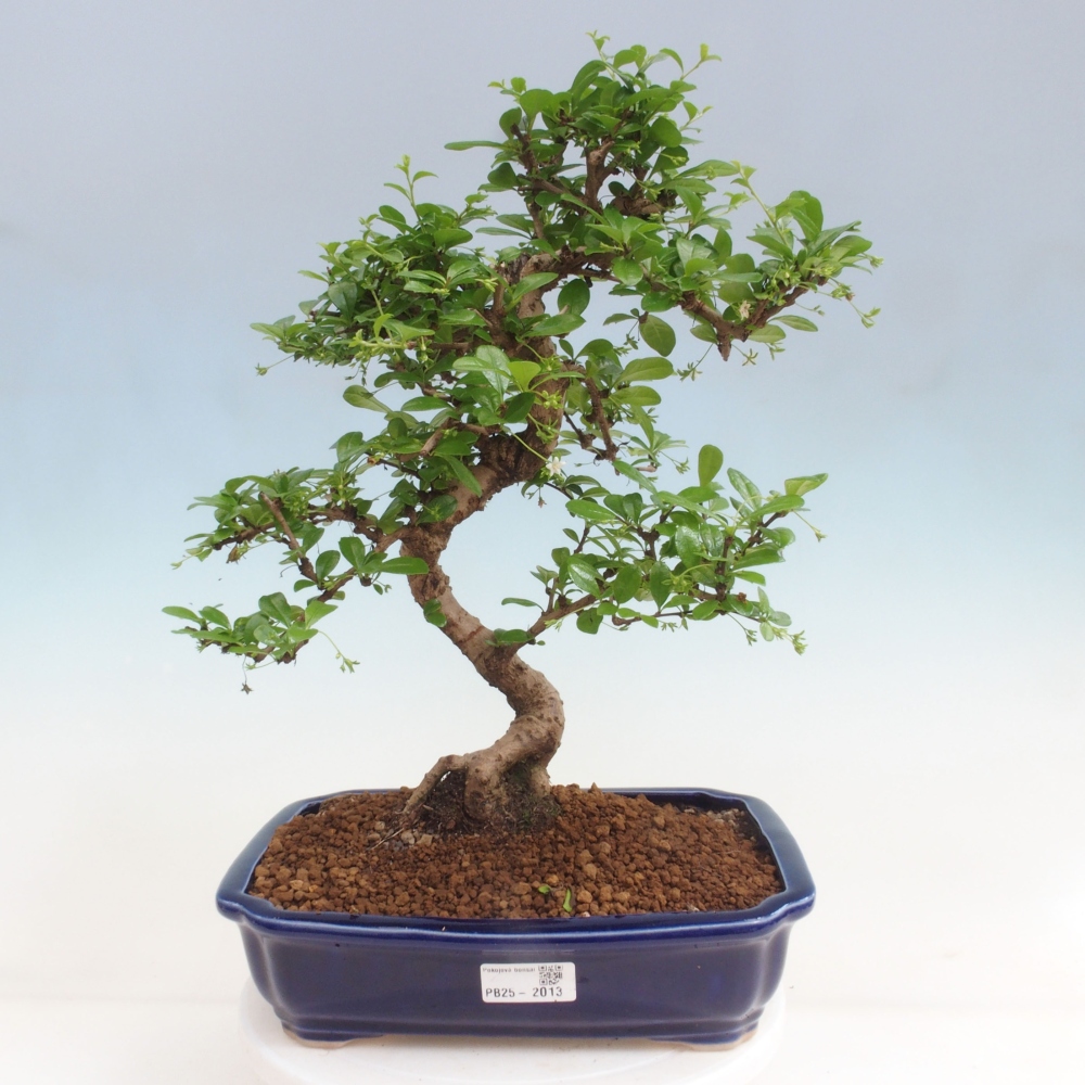 Zimmer Bonsai - Carmona macrophylla - Tea Fuki