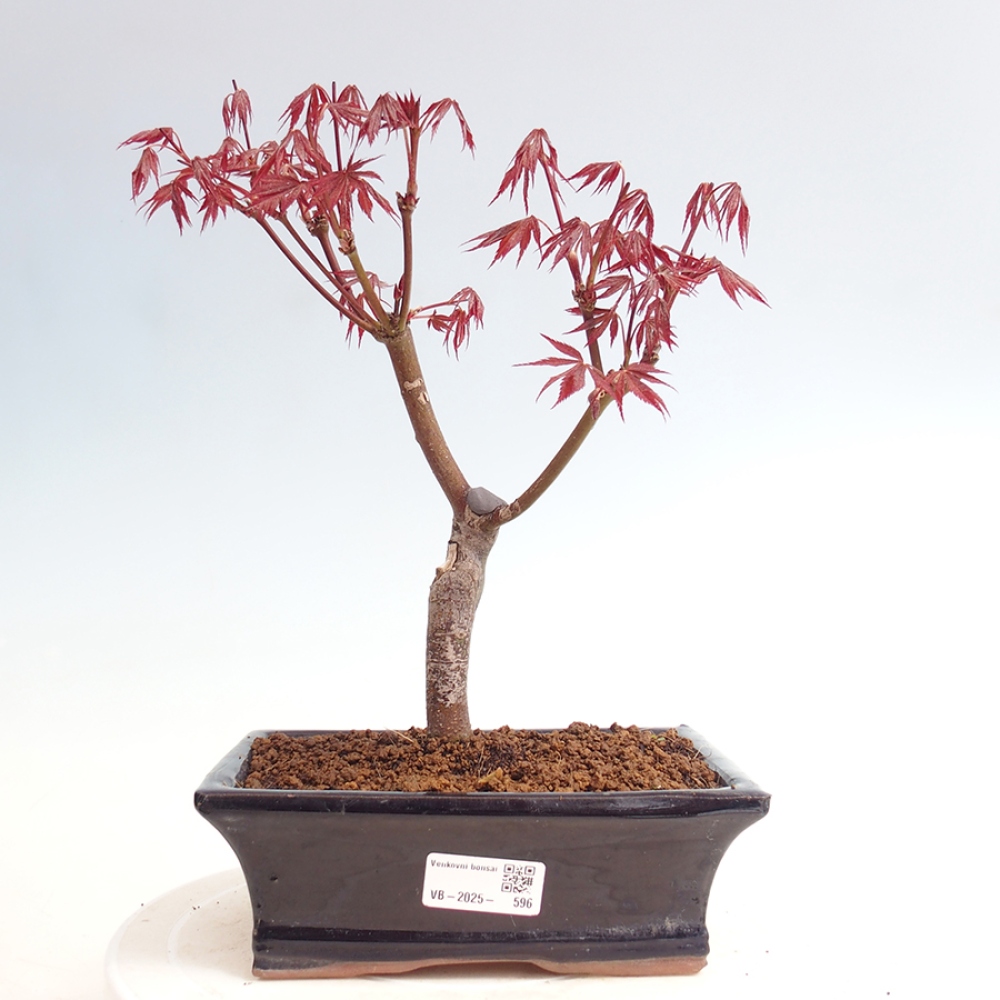 Bonsai im Freien - Acer-Palme. Atropurpureum-Palmenblatt-Ahorn