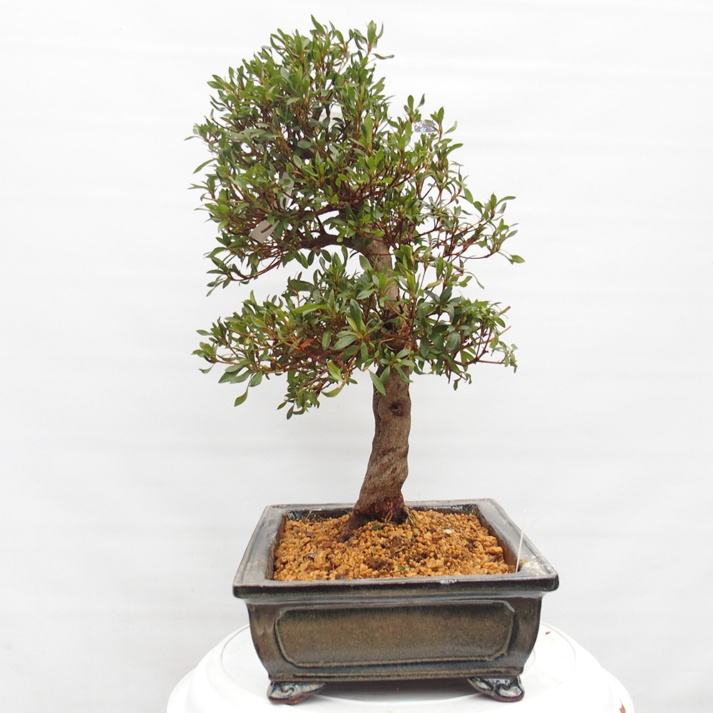 Bonsai für draußen - Japanische Azalee - Azalee CHIHIRO