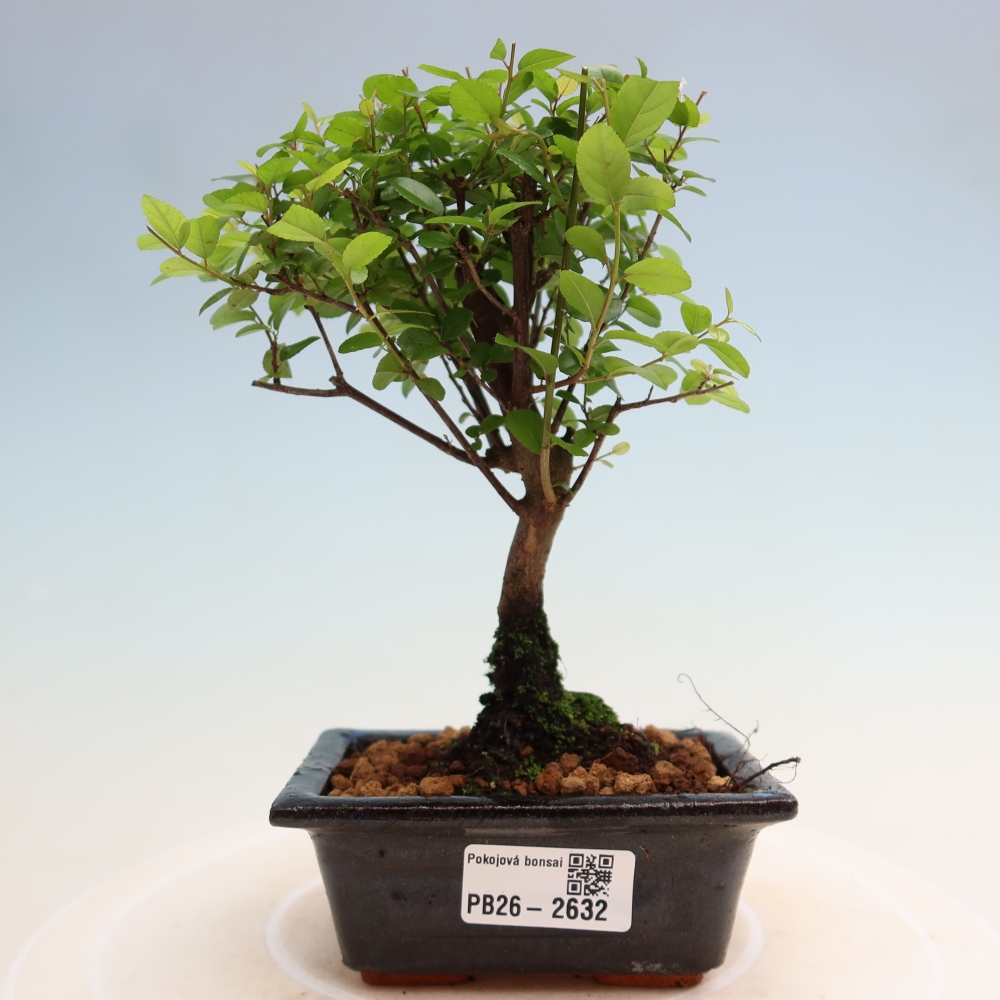 Zimmer Bonsai - Sageretia thea - Sageretia thea