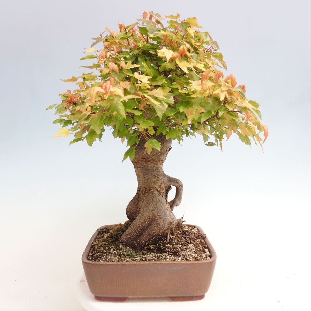 Bonsai im Freien - Ahorn Buergerianum - Burger Maple