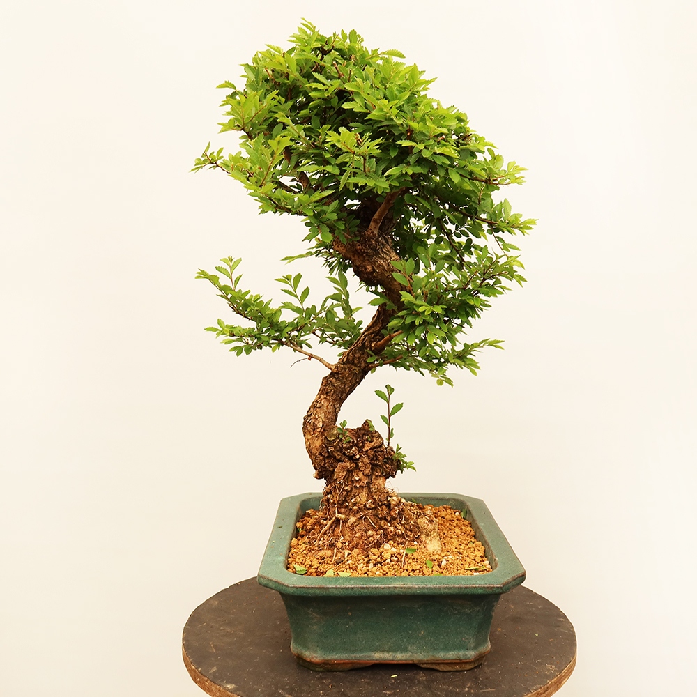 Bonsai im Freien - Zelkova - Zelkova NIRE