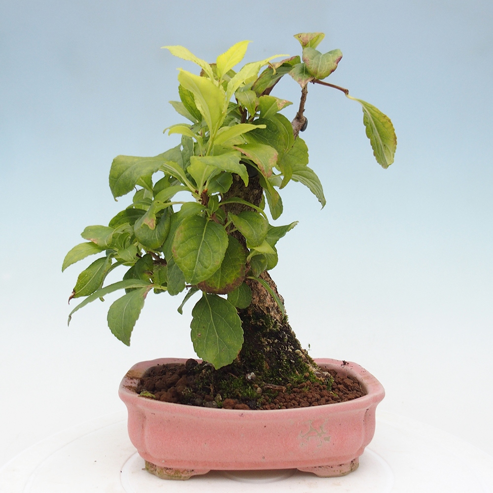 Outdoor-Bonsai - Celastrus Jesenec