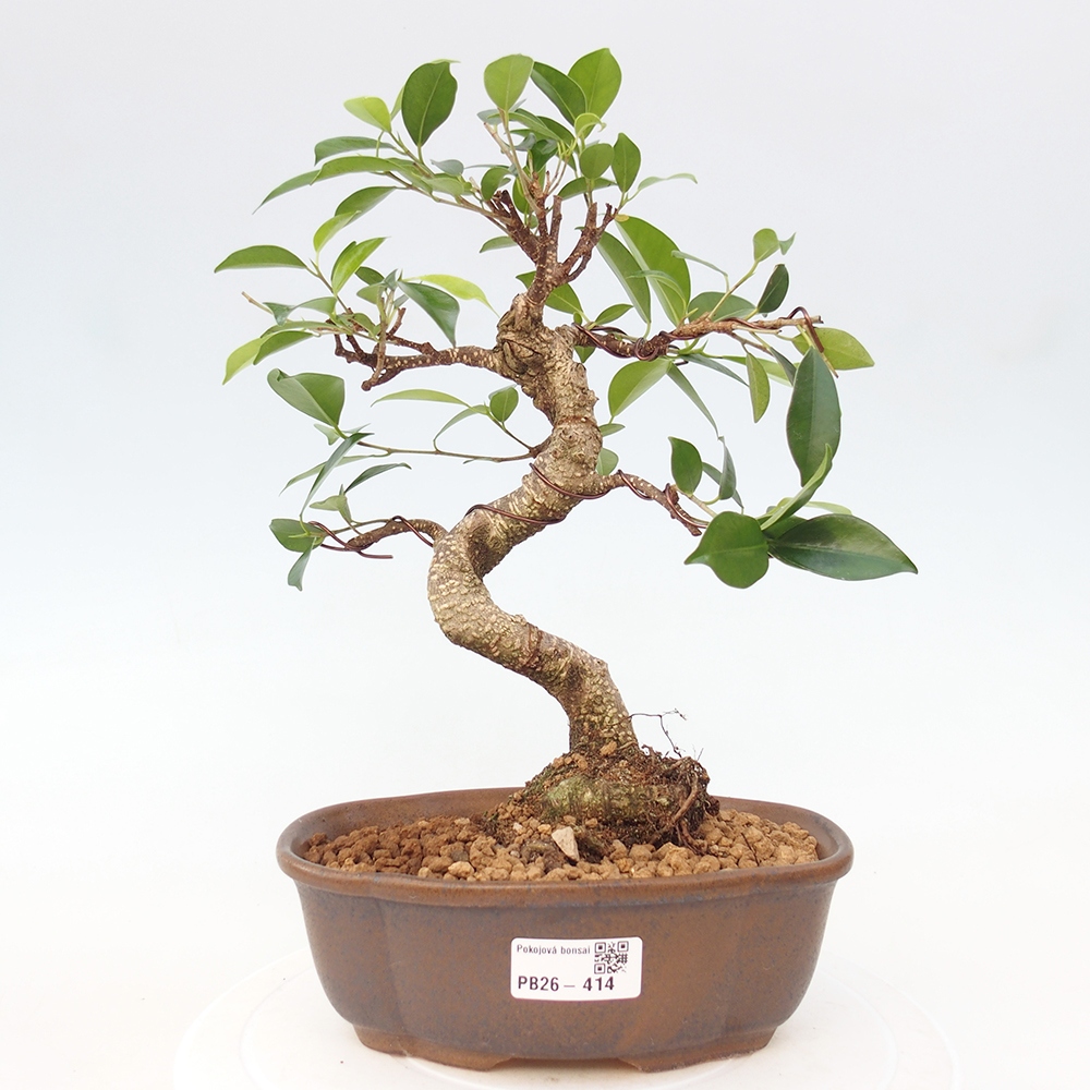 Zimmerbonsai - Ficus retusa - Kleinblättriger Ficus