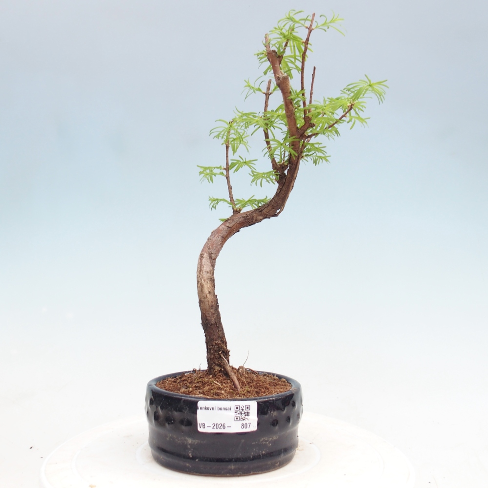 Bonsai für draußen - Metasequoia glyptostroboides - Chinesische Metasequoia