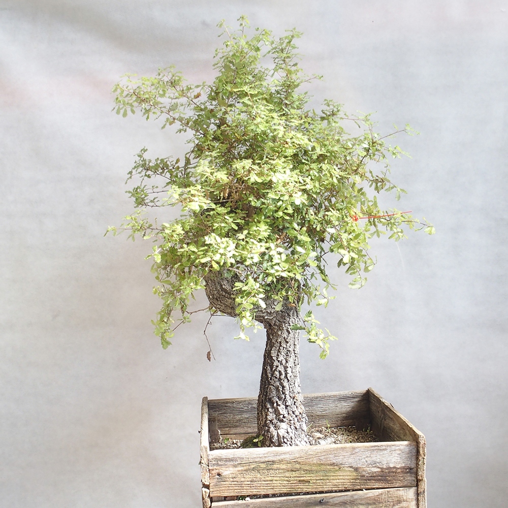 Freilandbonsai Quercus Cerris - Eiche Cer