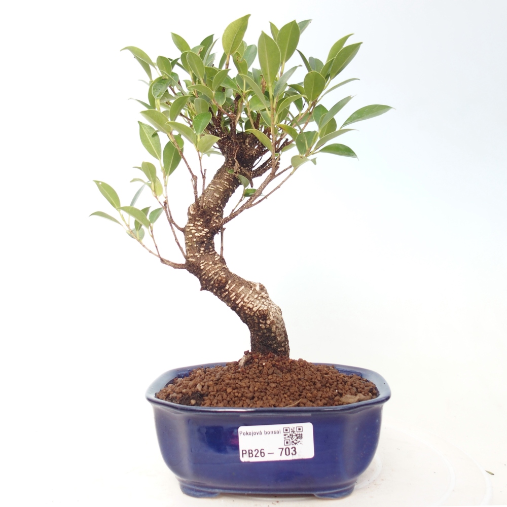 Zimmerbonsai - Ficus retusa - Kleinblättriger Ficus