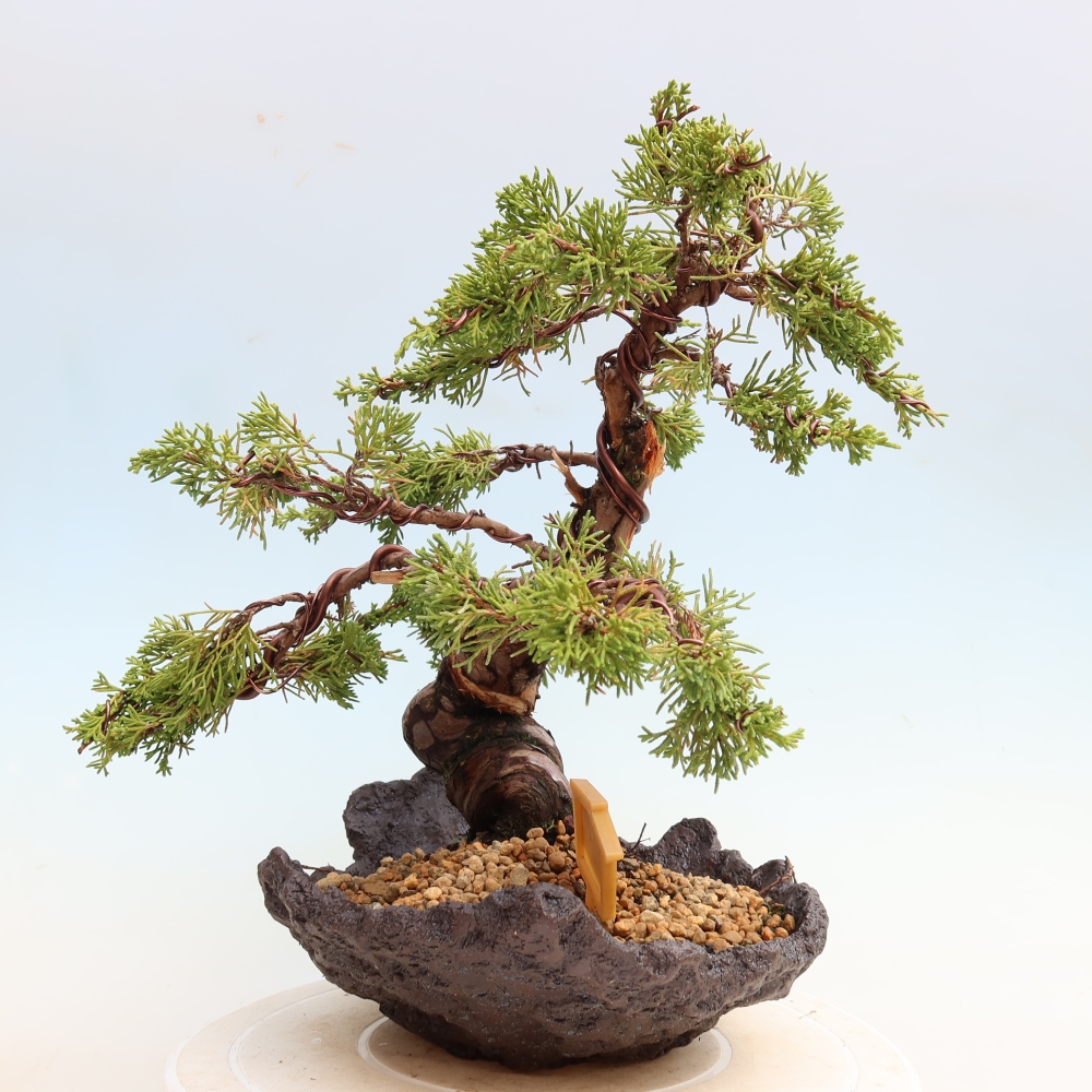 Bonsai für draußen - Juniperus chinensis Itoigawa-Juniperus chinensis
