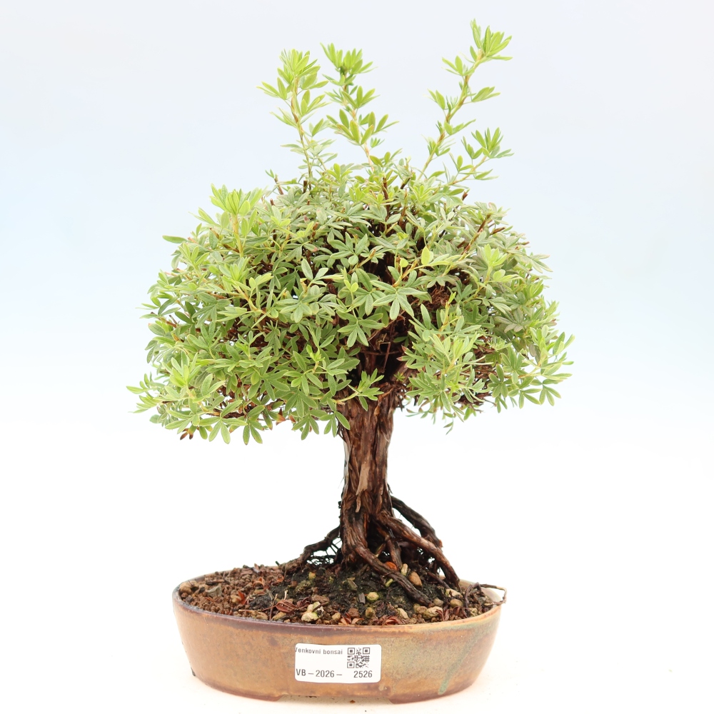 Bonsai für draußen - Potentila fruticosa