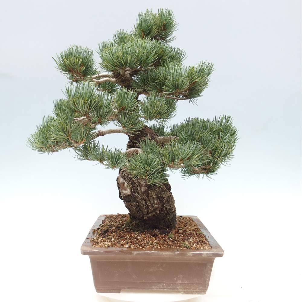 Bonsai im Freien - Pinus parviflora - kleine Kiefer